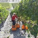 Weingut & Gaestehaus Kaufmann-schneider 3*