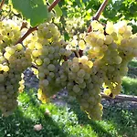 Weingut & Gaestehaus Kaufmann-schneider