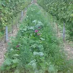 Weingut & Gaestehaus Kaufmann-schneider Erden
