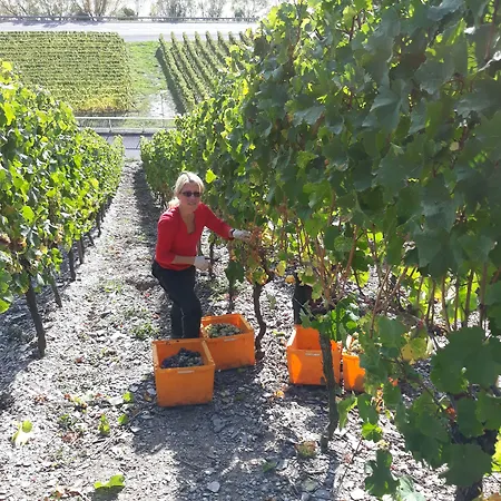 Weingut & Gaestehaus Kaufmann-schneider 3*