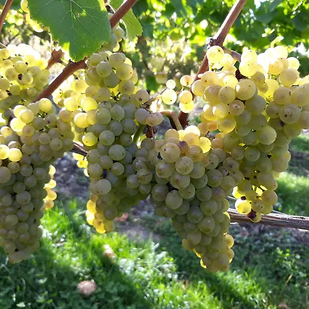 Weingut & Gaestehaus Kaufmann-schneider