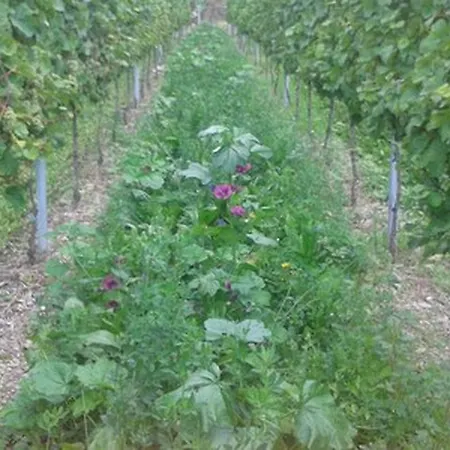 Weingut & Gaestehaus Kaufmann-schneider Erden