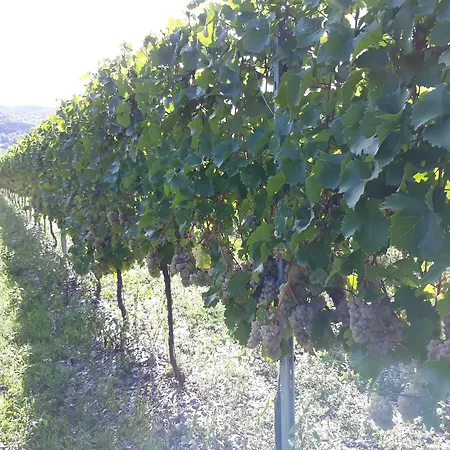 Weingut & Gaestehaus Kaufmann-schneider Hotel Erden