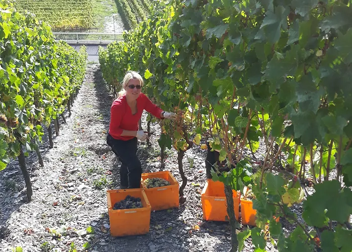 Weingut & Gaestehaus Kaufmann-schneider 3*