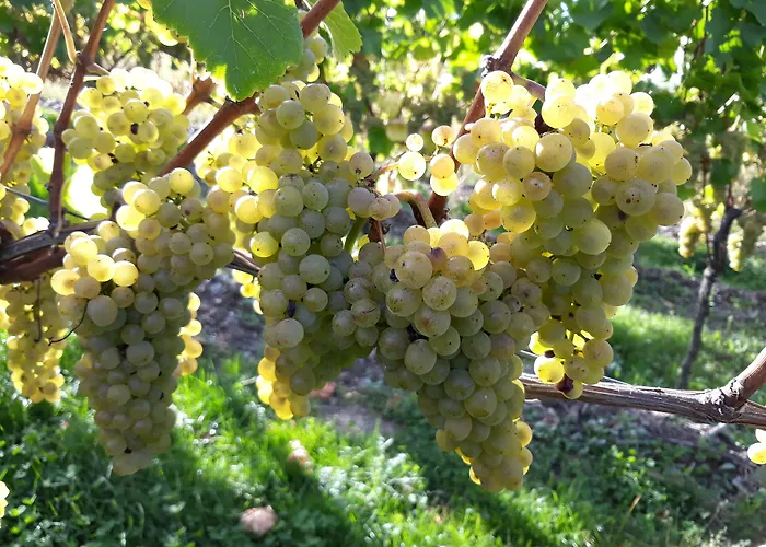 Weingut & Gaestehaus Kaufmann-schneider