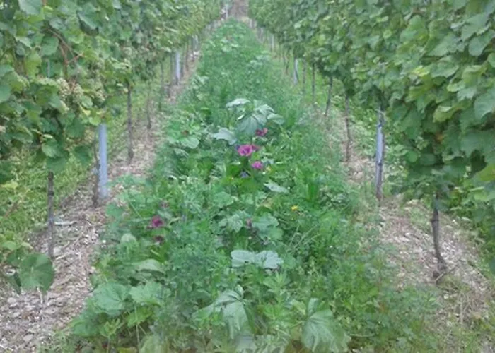 Weingut & Gaestehaus Kaufmann-schneider Erden